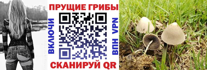 купить закладку  Сибай  Галлюциногенные грибы Psilocybe 